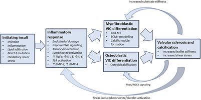 Uncoupling the Vicious Cycle of Mechanical Stress and Inflammation in Calcific Aortic Valve Disease